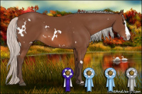 Horse Color:White Spotted Silver Bay Splash 