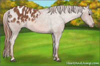 Horse Color:Chestnut Sabino Blanket 