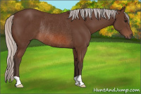 Horse Color:Silver Brown Rabicano 