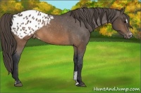 Horse Color:Brown Sabino Appaloosa 