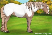 Horse Color:Chestnut Sabino Splash Near Fewspot 