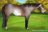 Horse Color:Gray Bay Sabino Frame 