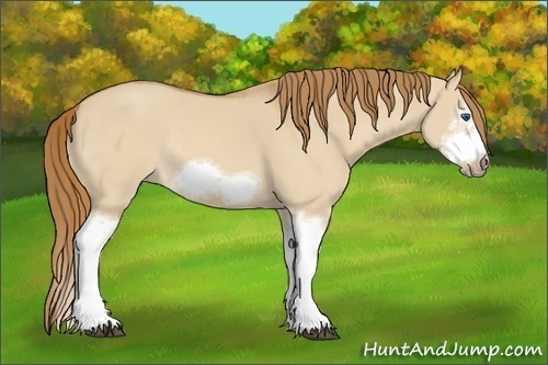 Horse Color:Red Dun Sabino Splash Frame Rabicano 