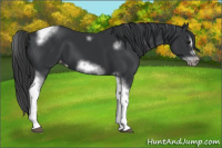 Horse Color:Black Sabino Splash Tobiano Frame Varnish 