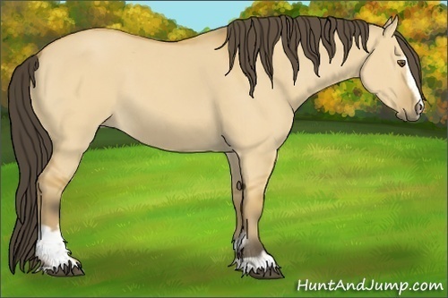 Horse Color:Buckskin Dun Sabino 