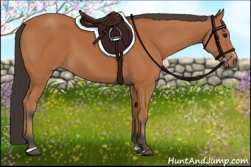 Horse Color:Bay Sabino 