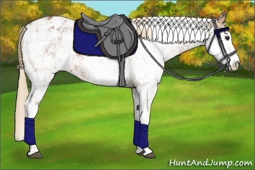 Horse Color:Chestnut Sabino Blanket