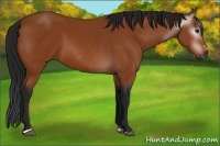 Horse Color:Gray Bay Sabino Rabicano 