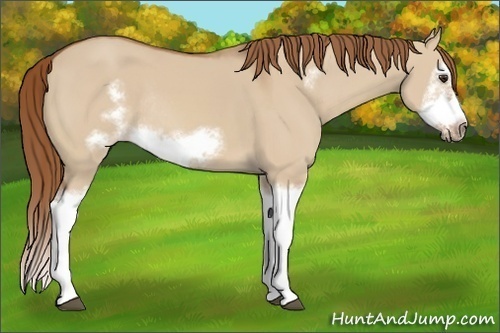 Horse Color:Red Dun Sabino Splash Frame Rabicano 