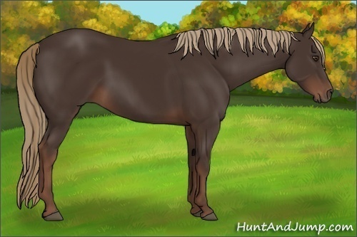 Horse Color:Liver Chestnut Sabino