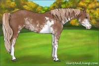 Horse Color:Chestnut Sabino