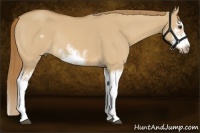 Horse Color:Red Dun Sabino Splash Frame Rabicano 