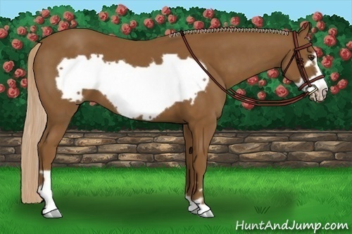 Horse Color: Unknown 