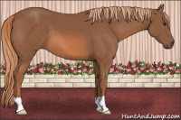 Horse Color:Liver Chestnut 