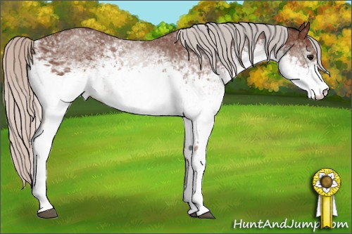 Horse Color: White Spotted Silver Bay 