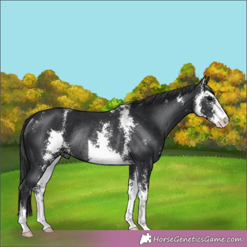 Horse Color: Black Sabino Rabicano 
