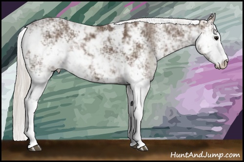 Horse Color: Silver Black Sabino 