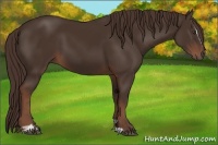 Horse Color:Liver Chestnut Sabino