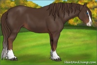 Horse Color:Liver Chestnut Sabino Splash 