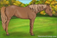 Horse Color:Chestnut Sabino 