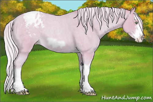 Horse Color: Watercolor Gold Cream Champagne Roan Splash Frame Varnish Rabicano 