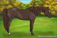 Horse Color:Liver Chestnut Sabino 