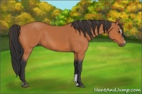 Horse Color:Bay Sabino 