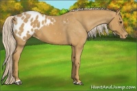 Horse Color:Palomino Sabino Blanket 