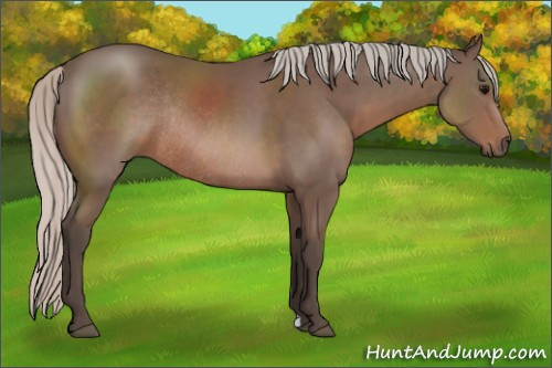 Horse Color: Silver Black Rabicano 