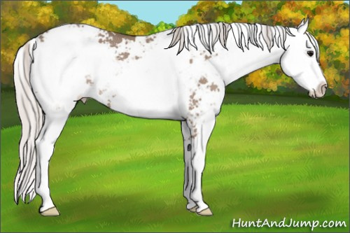 Horse Color: Silver Grullo Sabino Rabicano 