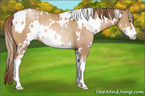 Horse Color: White Spotted Bay Pearl Sabino Rabicano 
