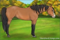 Horse Color:Bay Sabino Splash 