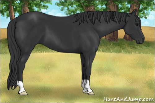Horse Color: Brown 