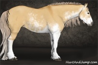 Horse Color:Gray Palomino Dun Sabino 