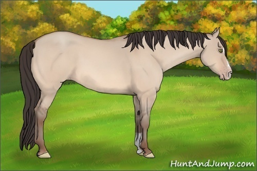Horse Color: Unknown 