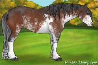 Horse Color:Bay Sabino 