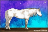 Horse Color:Chocolate Palomino Pearl Frame Appaloosa 