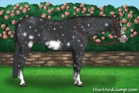 Horse Color:Black Sabino Splash Frame 