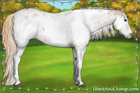 Horse Color:Chestnut Sabino Near Leopard 