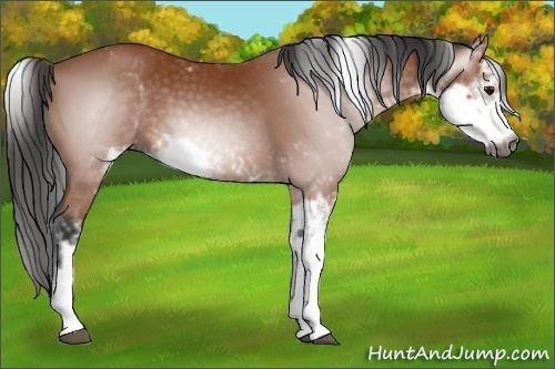 Horse Color:Gray Bay Sabino 