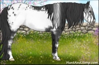 Horse Color:Black Sabino Frame Appaloosa Rabicano 