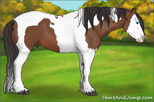 Horse Color: Bay Splash Tobiano 