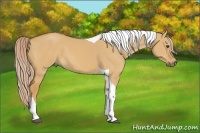 Horse Color:Palomino Dun Tobiano 