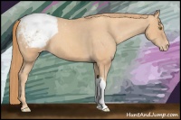 Horse Color:Gold Champagne Snowcap 