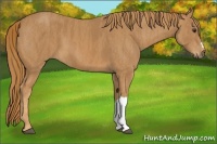 Horse Color:Chestnut  Brindle