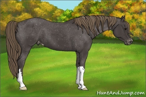 Horse Color:Smoky Black Appaloosa 