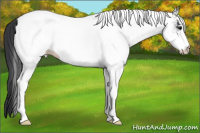 Horse Color:White Spotted Black