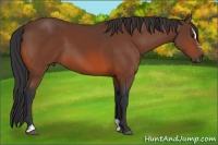 Horse Color:Bay Sabino