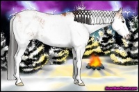 Horse Color:Bay Sabino