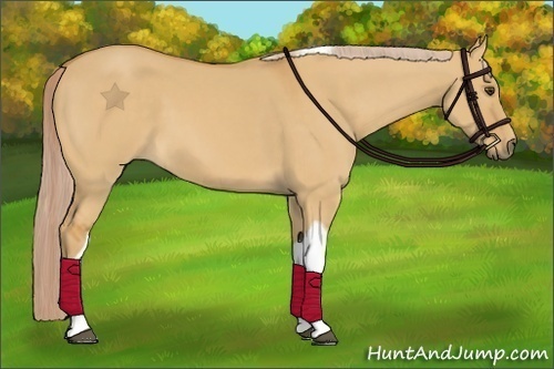 Horse Color:Palomino Dun Tobiano